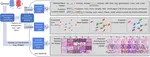 Towards Explaining Distribution Shifts